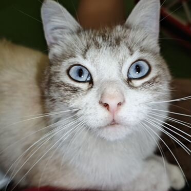 Рэгдолл котёнок