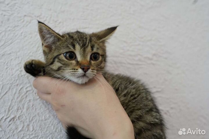 Кошка в дар бесплатно