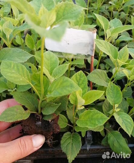 Гортензия древовидная анабель черенки