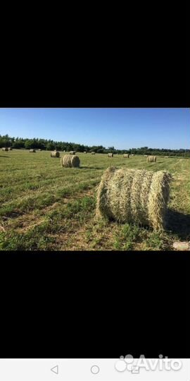 Сено в рулонах