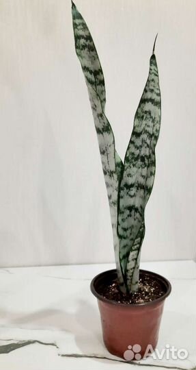 Комнатные растения.Сансевиерия