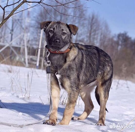 Собака в добрые руки щенок мальчик