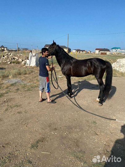 Лошадь жеребец