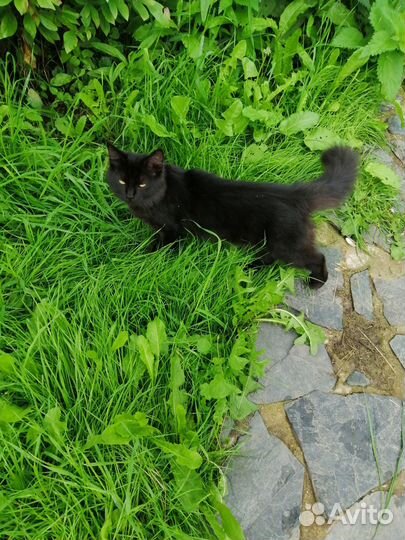 Котячьи подростки