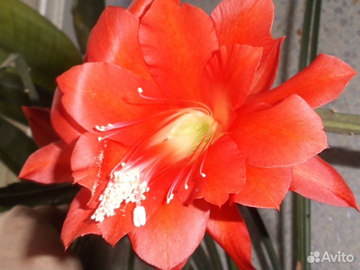 Комнатные растения цветы