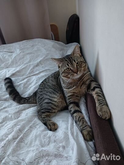 Кот в добрые руки