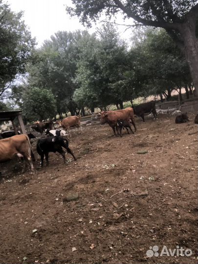 Стадо коров