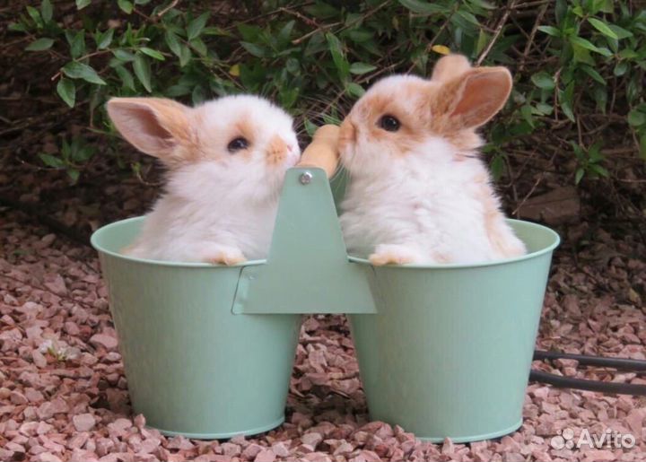 Самые Милые Карликовые Кролики