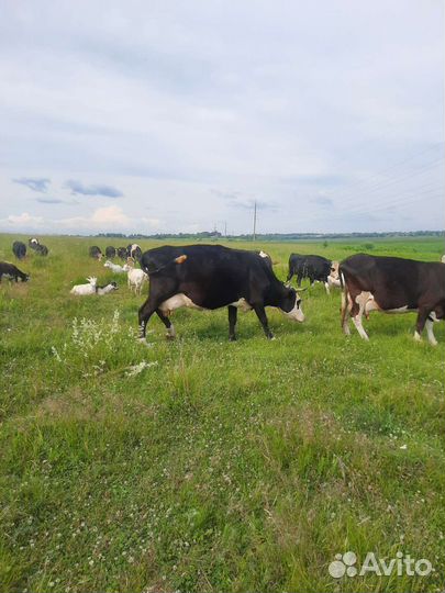 Дуйная корова