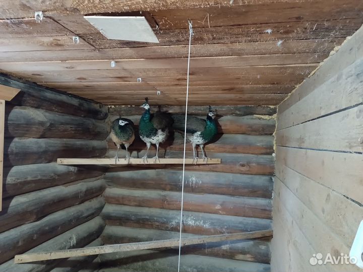 Продам павлинов