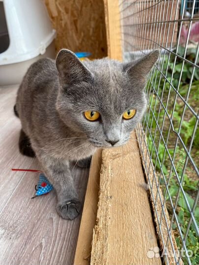 Породистая серая кошка в дар бесплатно ищет дом