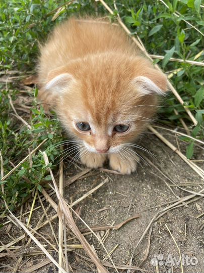 Кошка в дар бесплатно