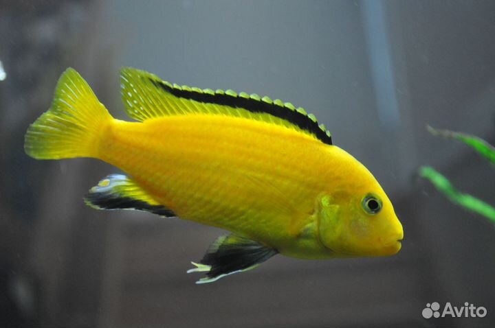 Мальки маловийских цихлид