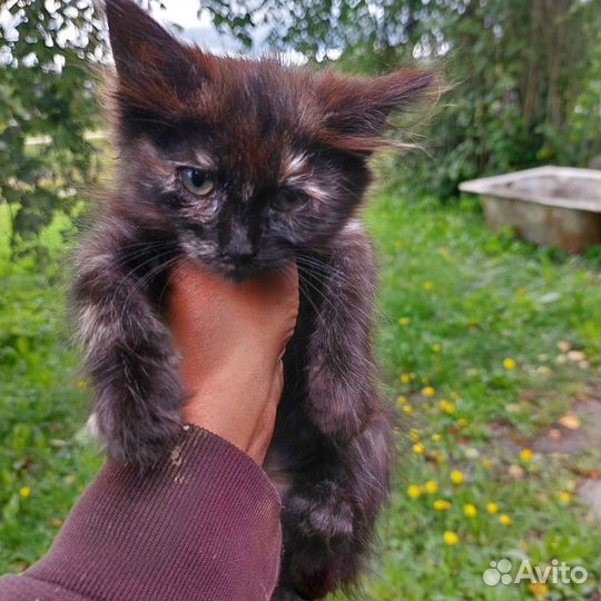 Котята в добрые руки бесплатно