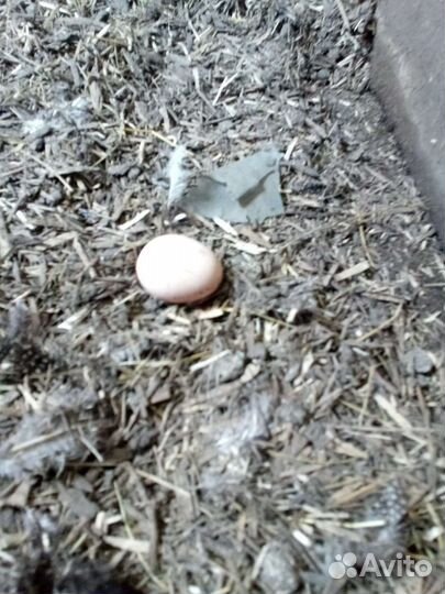 Цесарки и цесарь