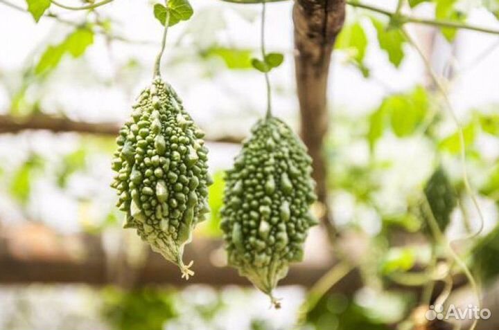 Момордика. Осталось немного