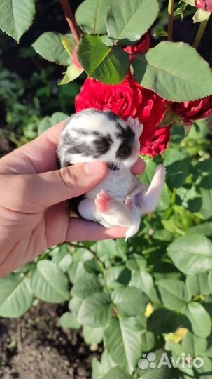 Декоративные карликовые кролики