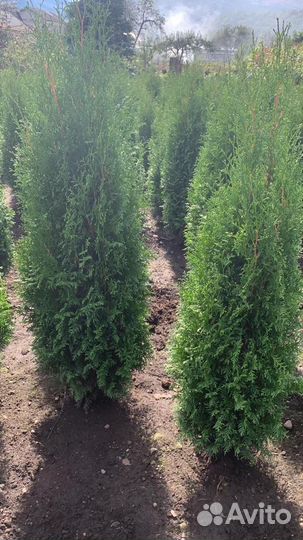Туя колумна 1.5-1.8м шикарные