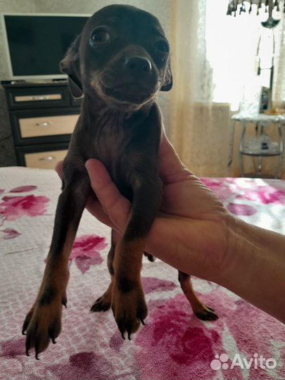 Мини той-терьер