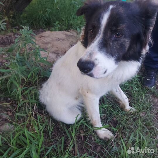 Предали.собака в дар в добрые руки