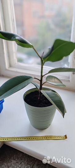 Фикус каучуконосный