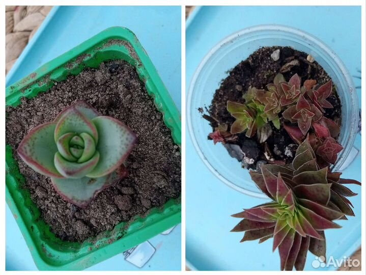 Суккуленты, 2 часть