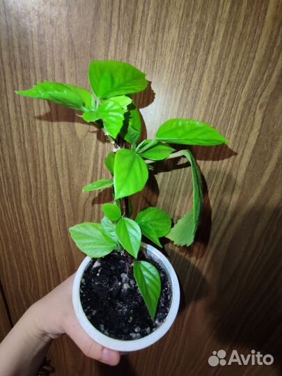 Гибискус красный