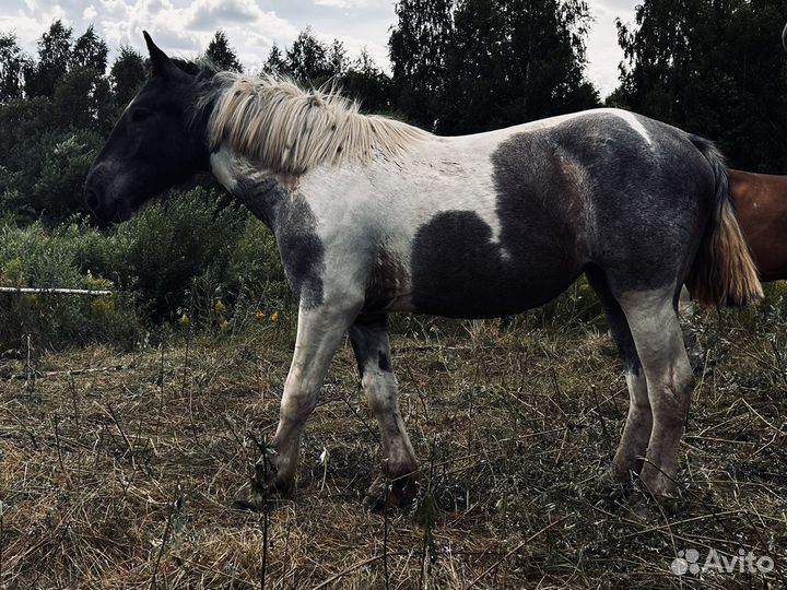 Тяжеловозные лошади