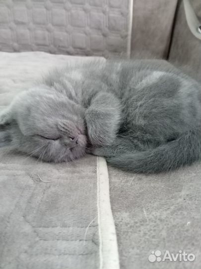 Британские котята