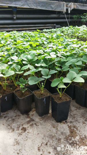 Рассада клубники клери, альба