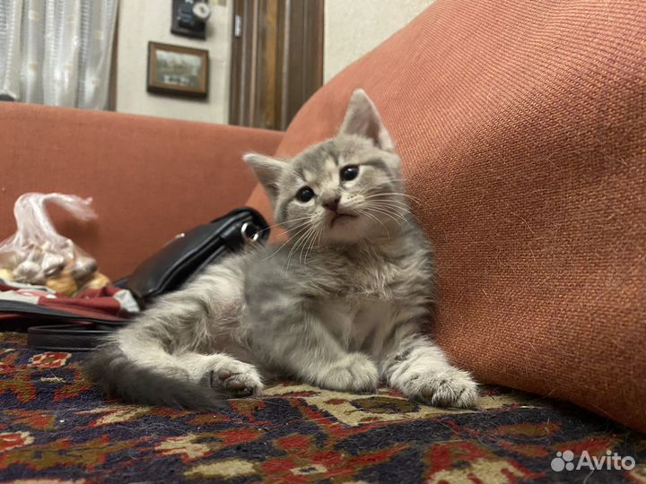 Потомстенные дворяне в добрые руки