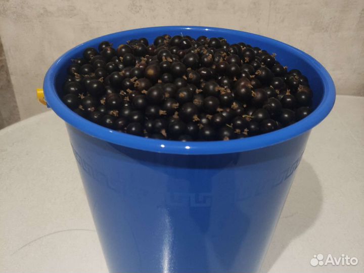 Черная смородина ягода свежая