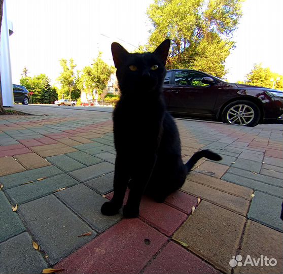 Найден кот