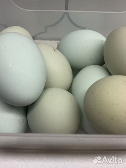 Инкубационное яйцо ухейилюй