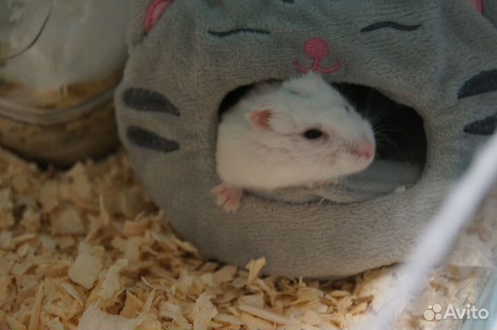 Передержка для грызунов