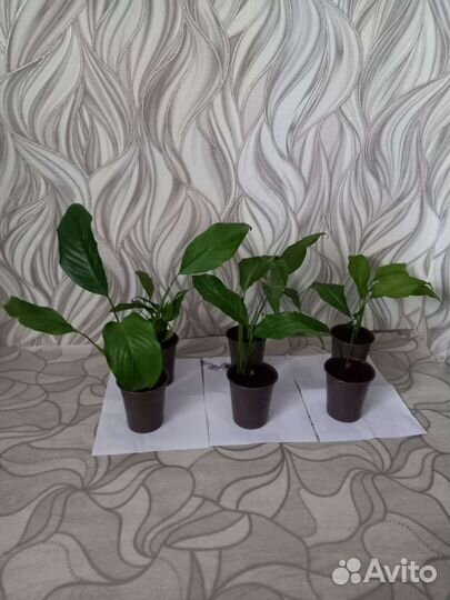 Спатифиллум