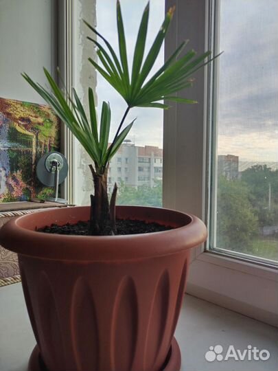 Пальма трахикарпус форчуна