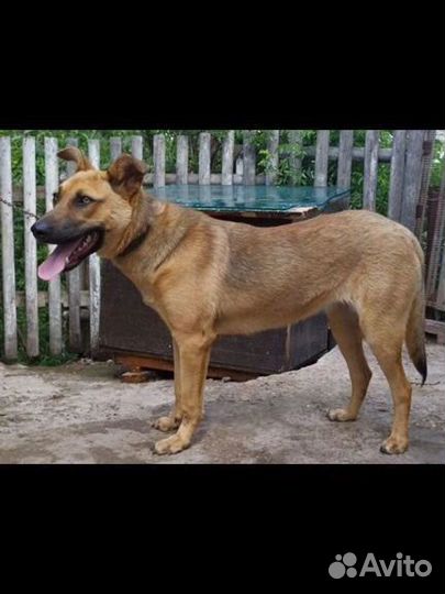 Собака в добрые руки отдам бесплатно