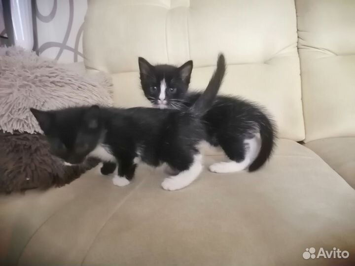 Кошки в добрые руки