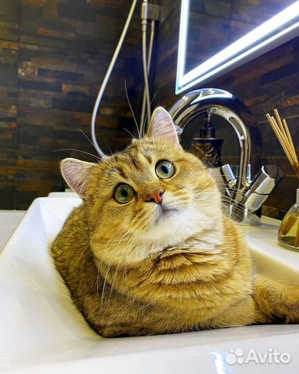 Кот на вязку. Шотландец тикированное золото