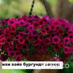 Профессиональные семена ампельной петунии