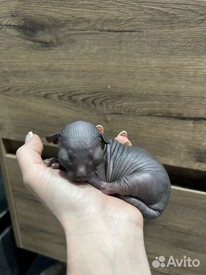 Донской сфинкс котята