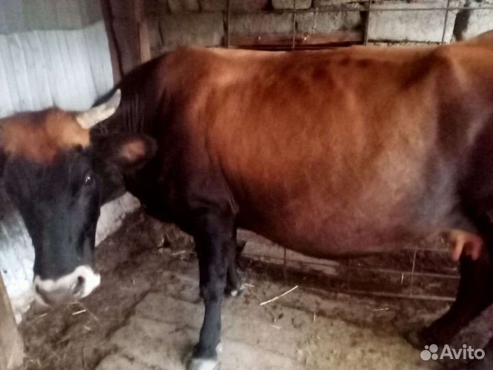 Корова и теленок