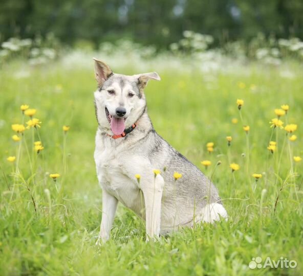 Спокойная скромная собака в добрые руки