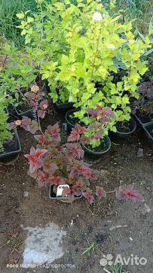 Пузыреплодники разные