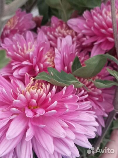 Хризантемы