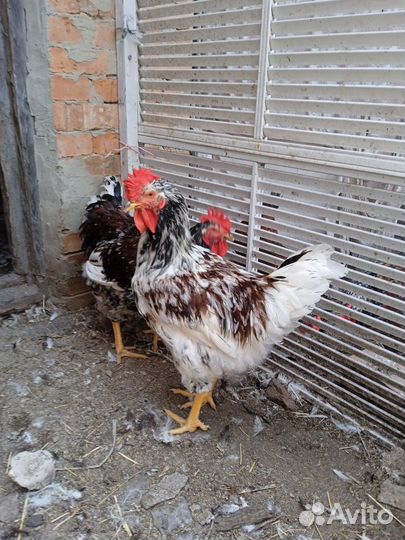 Петухи молодые