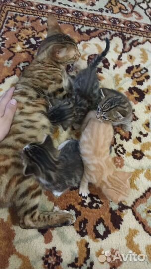 Бенгальская