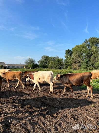 Телка, нетель