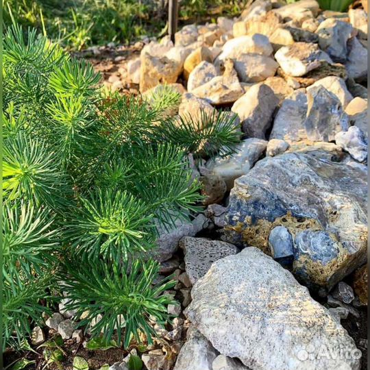 Молочай кипарисовый